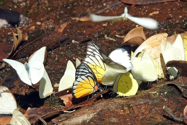 Vlinders in Phou Khao Khouay NPA, Laos 2015