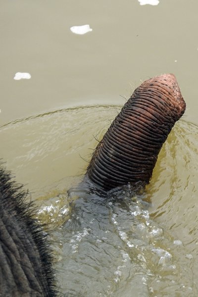 Met een olifant de rivier oversteken, omgeving Luang Prabang, Laos 2015