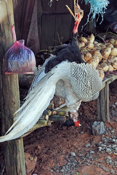 Zilverfazant te koop in een bergdorpje in Laos, 2015