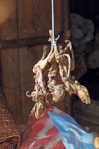 Vleermuizen als voedsel in een bergdorpje in Laos, 2015