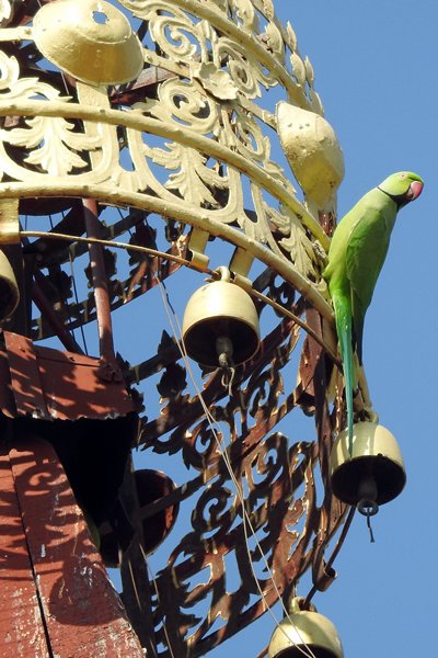 Papegaai in Mingun, Myanmar 2015