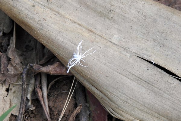 Insect in een bloemachtige vorm, omgeving Myitnge rivier, Myanmar 2015