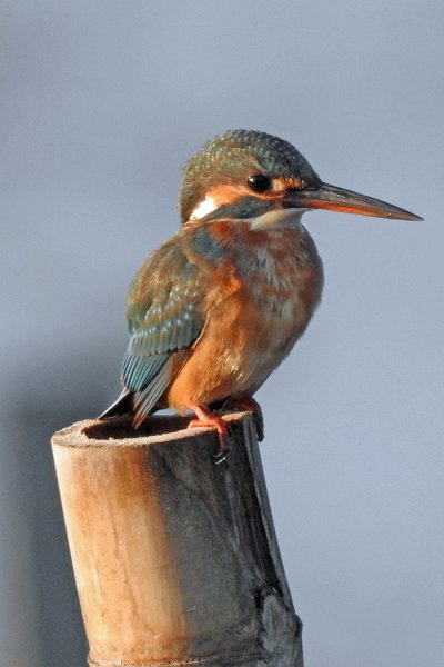 IJsvogel vanaf ons balkon in het Inle meer, Myanmar 2016