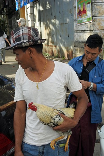 Verse kip in Yangon, Myanmar 2016
