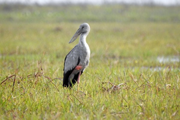 Asian openbill stork, Moeyungyi Wetlands, Myanmar 2016