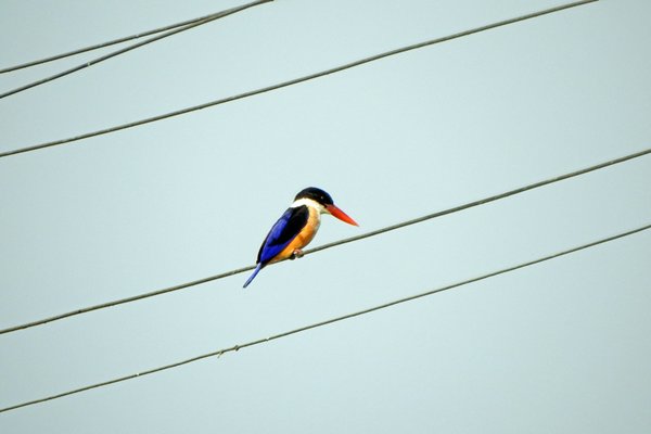 IJsvogel in de Moeyungyi Wetlands, Myanmar 2016