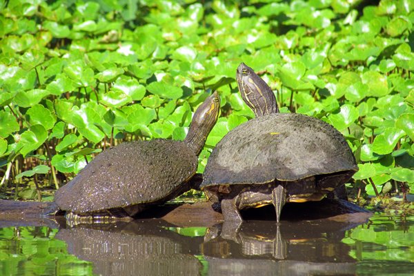 Zonnebadende schildpadden tijdens een kayaktocht op Isla Ometepe, Nicaragua 2014