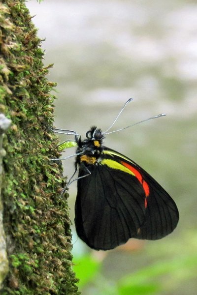 Vlinder met kleurstrepen in Selva Negra, Nicaragua 2014