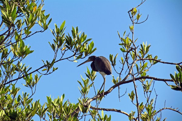 Kleine blauwe reiger bij Isla Juan Venado, Nicaragua 2014