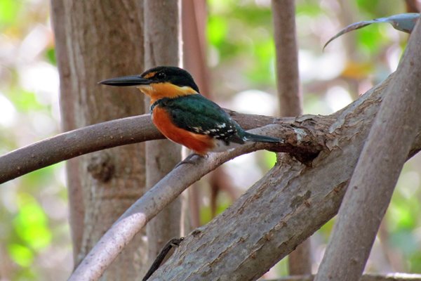American pygmy kingfisher (groene dwergijsvogel), Isla Juan Venado, Nicaragua 2014