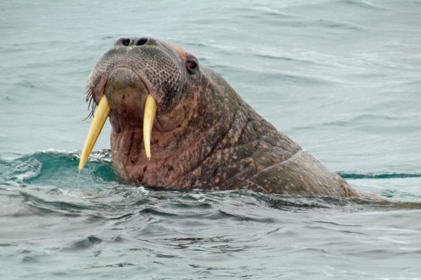 Walrussen bij Torellneset, Spitsbergen 2011