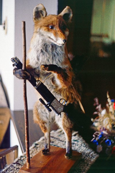 Een als jager uitgedoste vos, Pertisau, Oostenrijk 1987