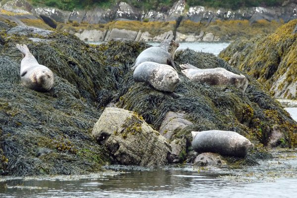 Zeehonden bij Garnish Island, Ierland 2009