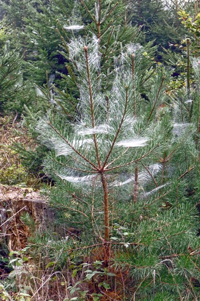 Dennenboom vol spinnewebben, Müllenborn, Duitsland 2014