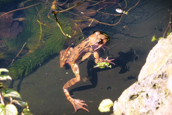Kikker in de tuin, april 2015