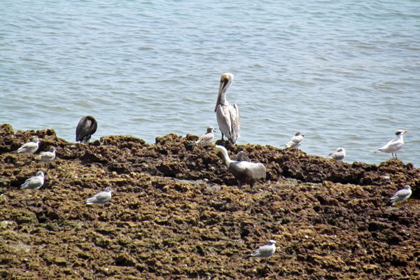 Pelikanen in de haven van Casco Viejo, Panama Stad 2014