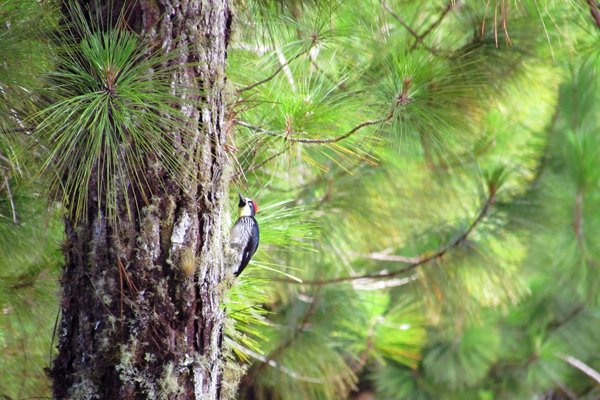 Acorn woodpecker (eikelspecht), PN Volcan Baru, Panama 2014