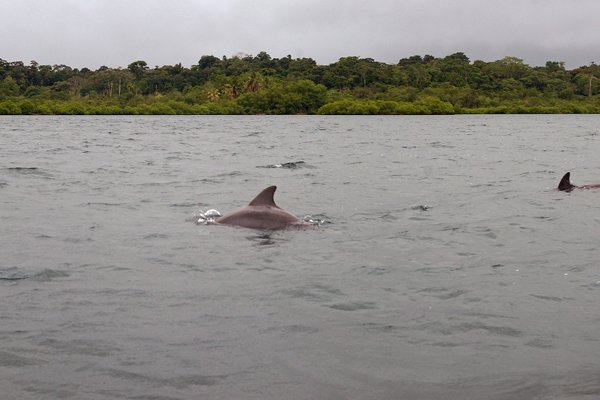 Dolfijnen in Delphin Bay, Bocas del Toro, Panama 2014