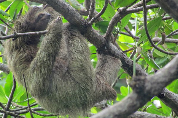 Luiaard op Sloth Island, Bocas del Toro, Panama 2014