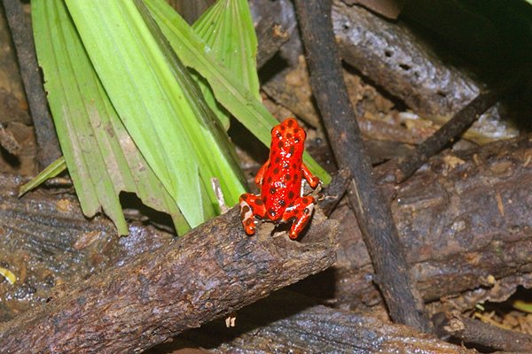 Aardbeikikker (Oophaga pumilio), Red Frog Beach, Panama 2014