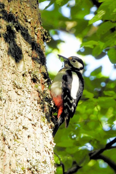 Grote bonte specht in oerbos van Bialowieza, Polen 2015