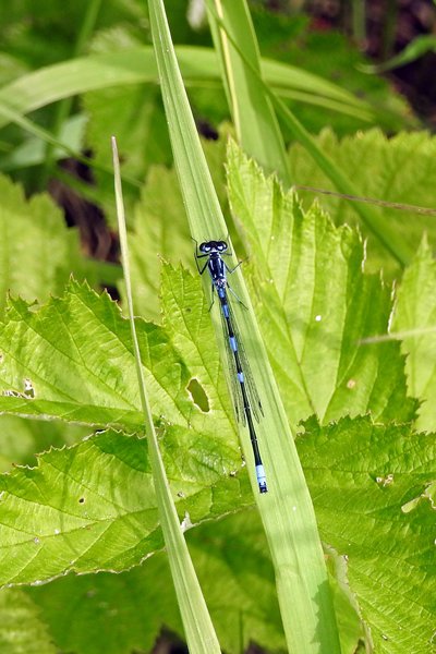 Blauw-zwarte libel, omgeving Osowiec, Polen 2015
