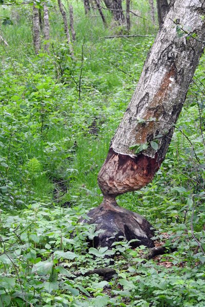 Actieve bevers bij Wolka Piaseczna, Polen 2015