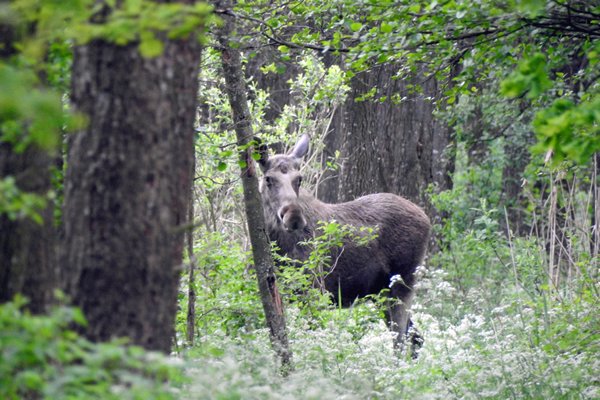 Eland op wandelpad bij Wolka Piaseczna, Polen 2015
