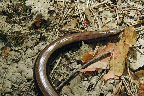 Hazelworm in het Rode Moeras, Polen 2015
