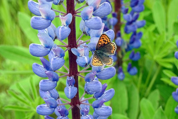 Vlindertje op blauwe lupine, omgeving Bartosze, Polen 2015