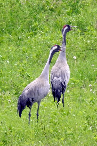 Kraanvogels in de omgeving van Bartosze, Polen 2015