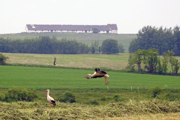 Ooievaars in grensstreek Noordoost-Polen, 2015