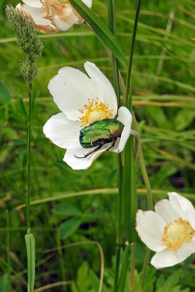 Roosje met een groen glanzende kever, omgeving Kupowo, Polen 2015