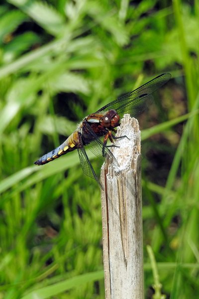 Forse libelle, omgeving Burniszki, Polen 2015
