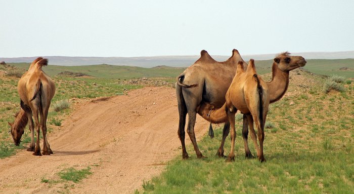 Kamelen op de weg, Gobi woestijn, Mongolië 2007