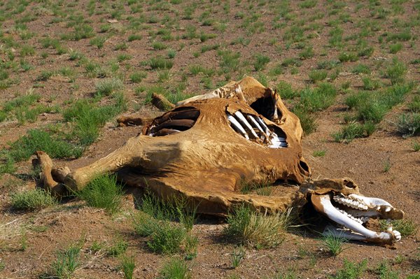 Dode kameel in Gobi woestijn, Mongoliƫ 2007