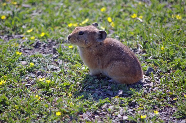 Marmot bij Yolan Am, Mongolië 2007