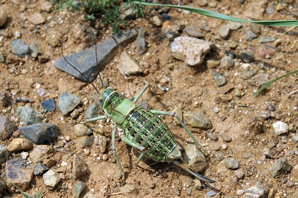 Deracantha onos pall, Mongoliƫ 2010