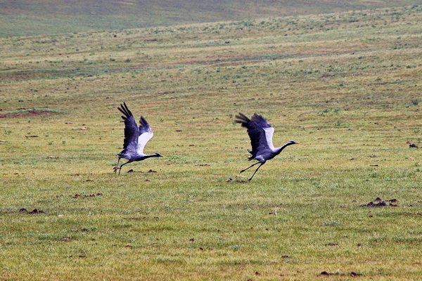 Opvliegende kraanvogels, Mongolië 2007