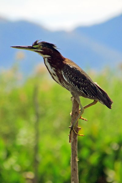 Groene reiger in El Jocotal, El Salvador 2014