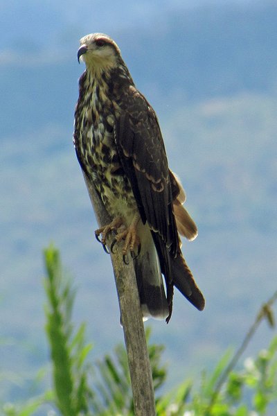 Osprey (visarend) in El Jocotal, El Salvador 2014