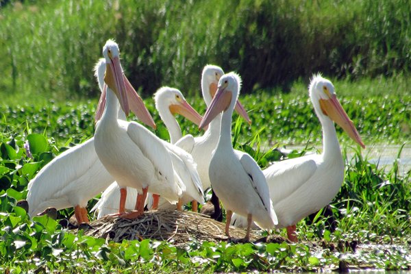 White American pelican, El Jocotal, El Salvador 2014