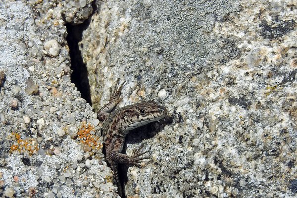 Hagedis in Navamediana, Spanje 2016