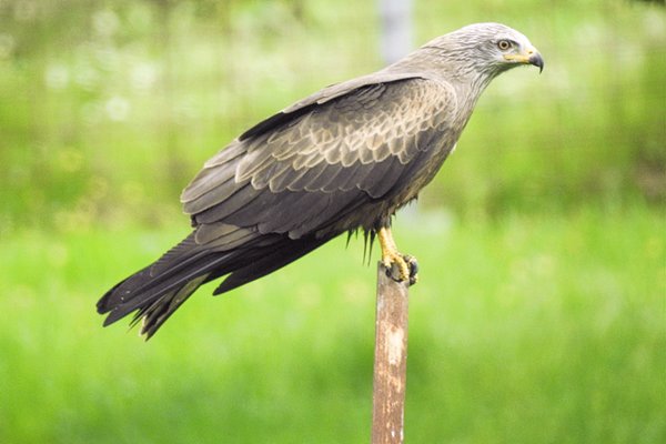 Roofvogel in de omgeving van Saucedilla, Spanje 2016