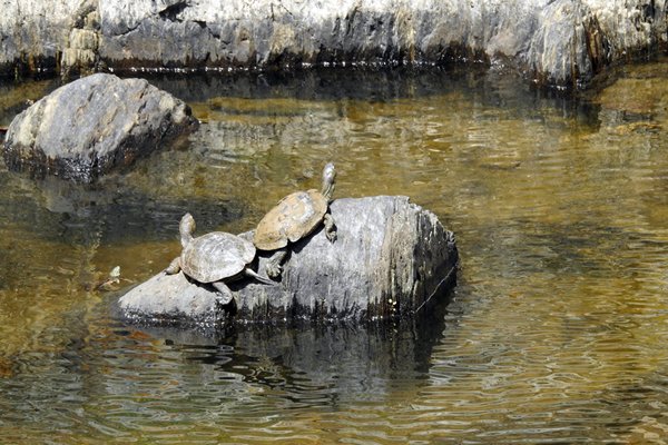 Schildpadden in een riviertje ten oosten van Cácares, Spanje 2016