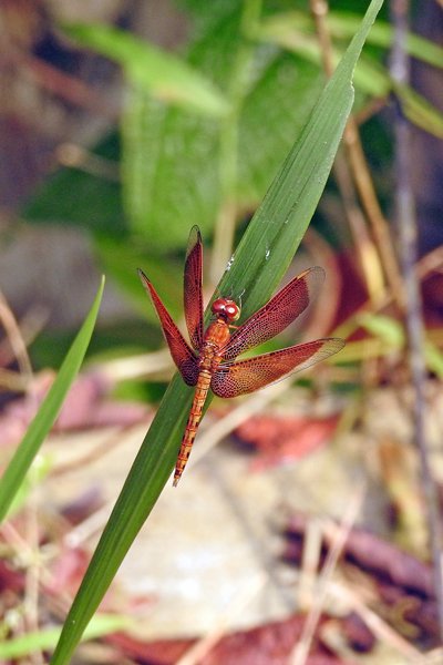 Libelle met mooi patroon, Way Kambas NP, Sumatra 2016