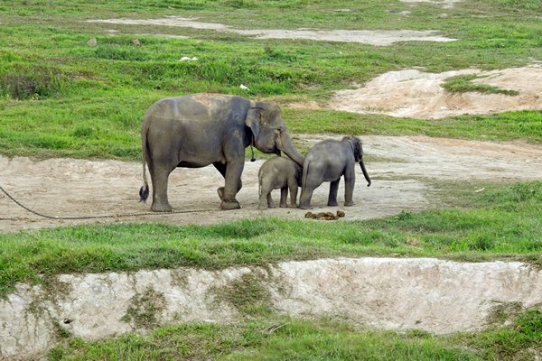 Elephant Conservation Centre, Way Kambas NP, Sumatra 2016