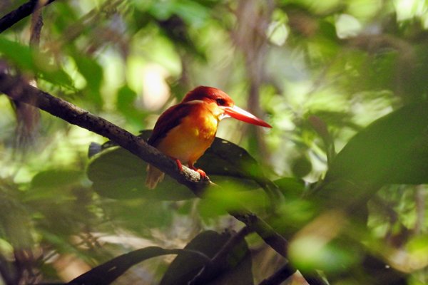 IJsvogel in Way Kambas NP, Sumatra 2016
