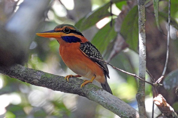 IJsvogel in Way Kambas NP, Sumatra 2016