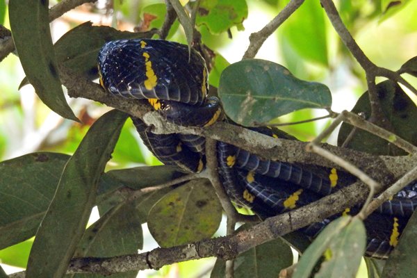 Mangrove snake, Way Kambas NP, Sumatra 2016